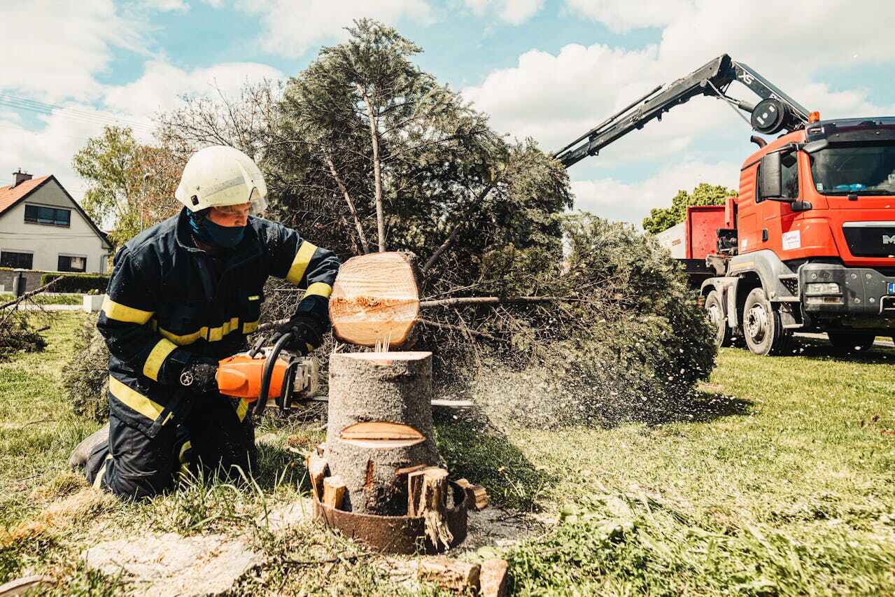 Best Tree Branch Trimming  in USA